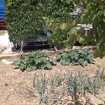 Mira *